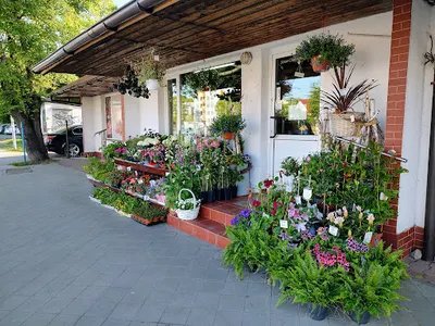 Anturium. Kwiaciarnia